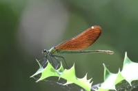Calopteryx virgo