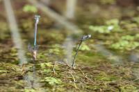 Platycnemis pennipes
