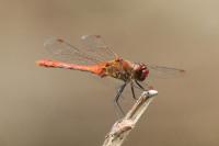Sympetrum sanguineum