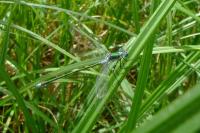 Lestes sponsa