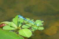 Erythromma lindenii