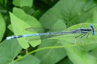 Platycnemis pennipes