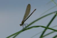 Calopteryx splendens