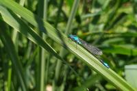 Ischnura elegans