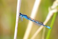Coenagrion scitulum