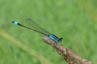 Ischnura elegans