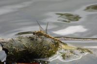 Orthetrum cancellatum