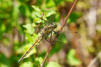 Orthetrum cancellatum