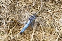 Orthetrum brunneum