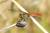 Sympetrum sanguineum