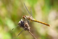 Sympetrum sanguineum