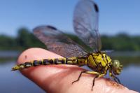 Onychogomphus forcipatus
