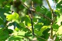 Aeshna mixta
