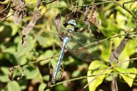 Anax imperator