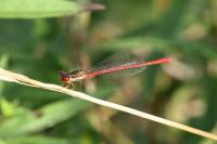 Ceriagrion tenellum