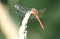 Sympetrum sanguineum