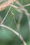 Chalcolestes viridis