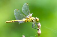 Sympetrum sanguineum