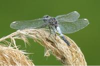 Leucorrhinia caudalis
