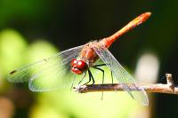 Sympetrum sanguineum