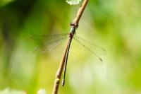 Chalcolestes viridis