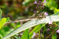 Platycnemis pennipes