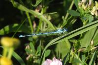 Erythromma lindenii