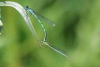 Erythromma lindenii