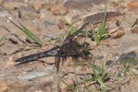 Orthetrum cancellatum