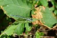 Platycnemis pennipes