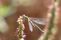 Chalcolestes viridis