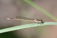 Sympecma fusca
