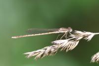 Sympecma fusca