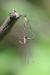 Chalcolestes viridis