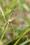 Lestes barbarus