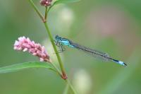Ischnura elegans