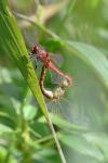 Sympetrum sanguineum