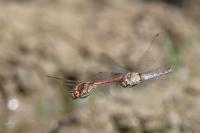 Sympetrum striolatum