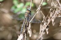Aeshna mixta