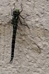 Aeshna cyanea