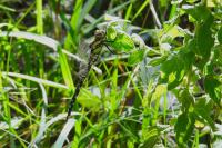 Aeshna cyanea