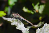 Sympetrum striolatum