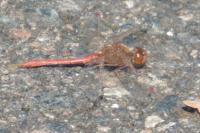 Sympetrum meridionale