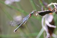 Chalcolestes viridis