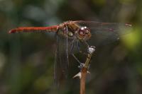Sympetrum striolatum