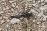 Orthetrum cancellatum