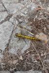 Orthetrum cancellatum