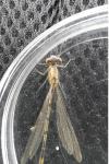 Enallagma cyathigerum