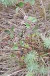 Onychogomphus forcipatus
