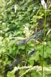 Ischnura elegans